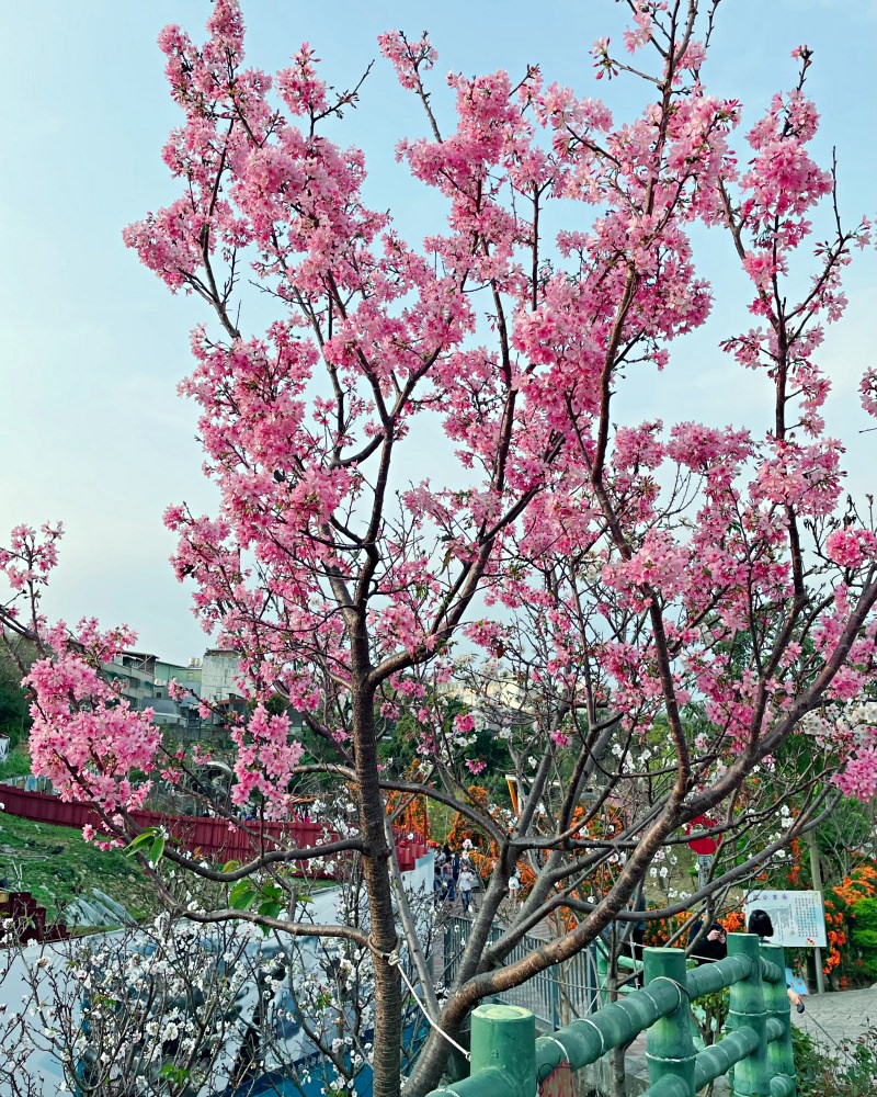 新北賞花特色公園｜鶯歌永吉公園
