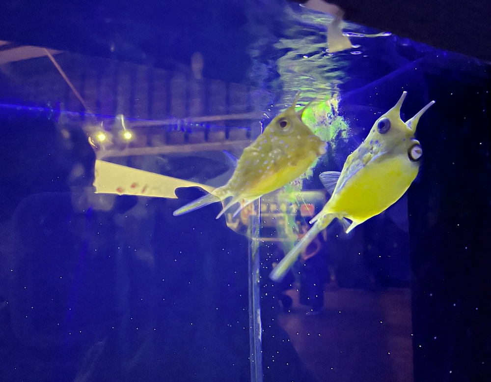 宜蘭礁溪景點|金車生技水產養殖研發中心 - 第6張圖 宜蘭礁溪景點|金車生技水產養殖研發中心