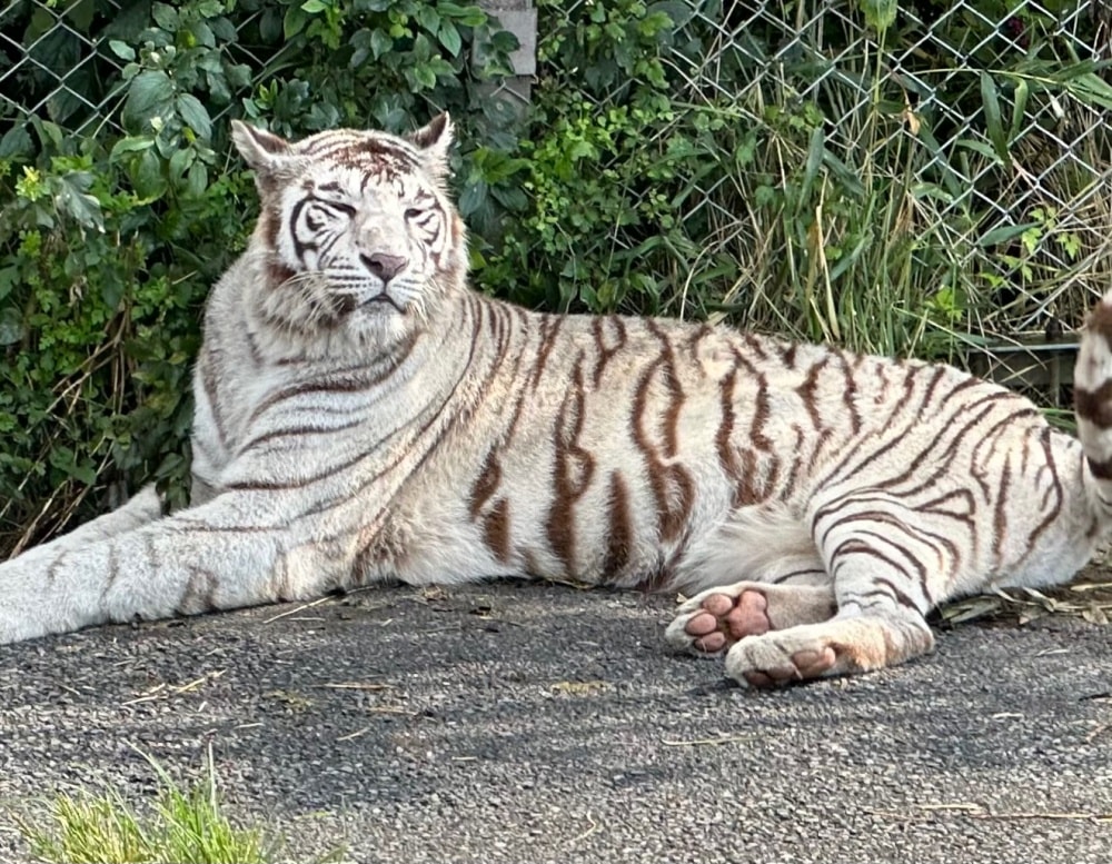 九州親子景點｜ 九州野生動物園