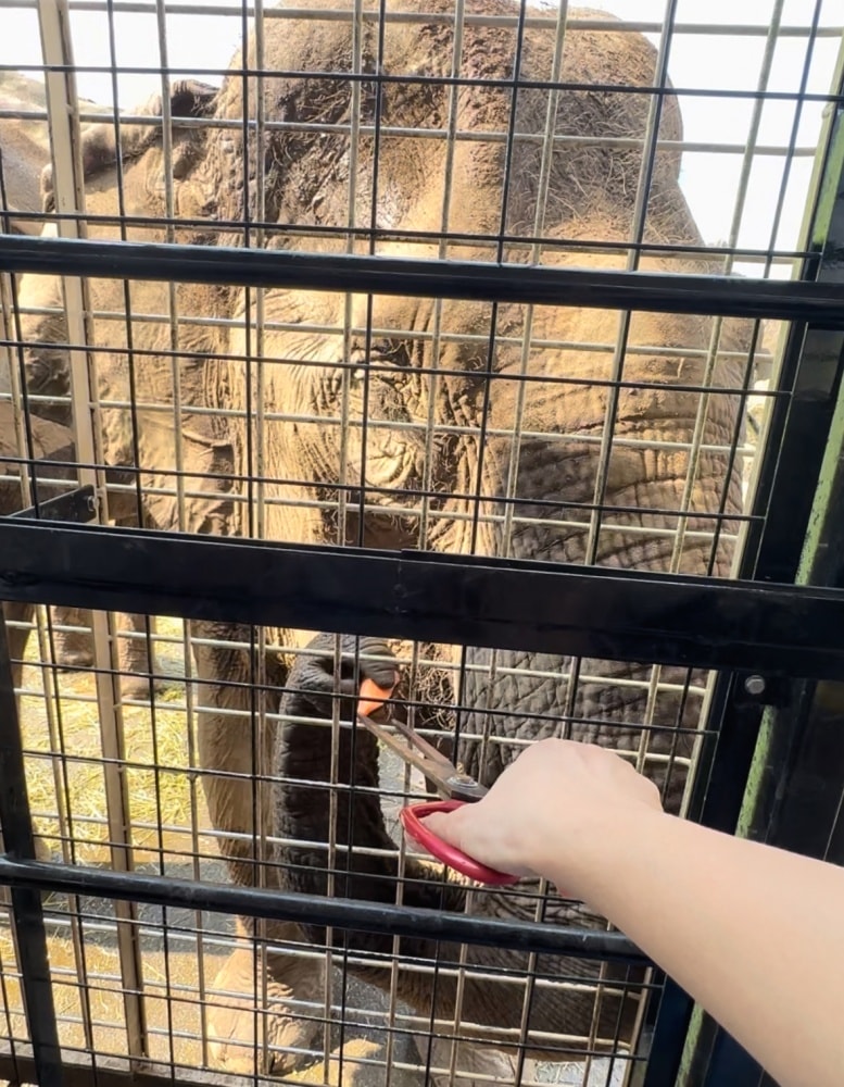 九州親子景點｜ 九州野生動物園